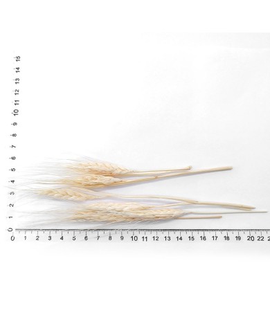 Kurutulmuş Çiçek - Kuru Başak Otu
