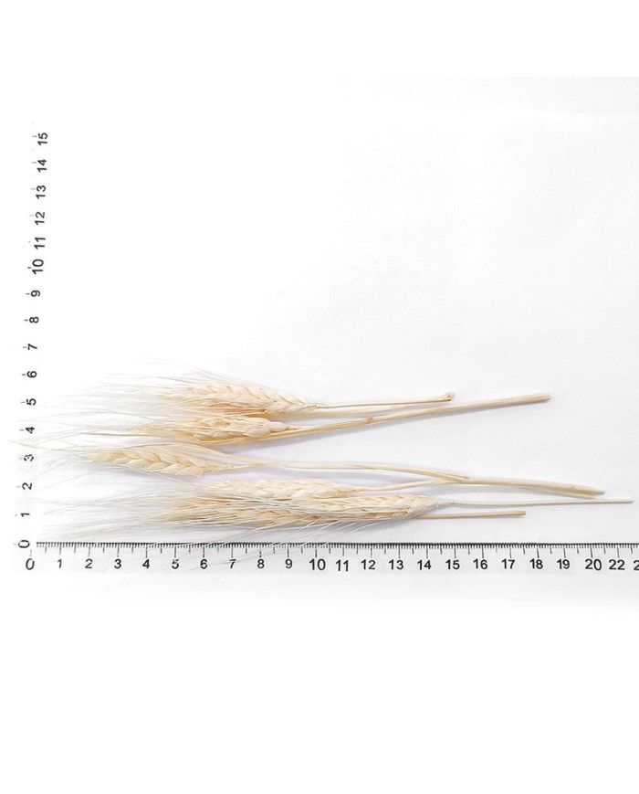 Kurutulmuş Çiçek - Kuru Başak Otu