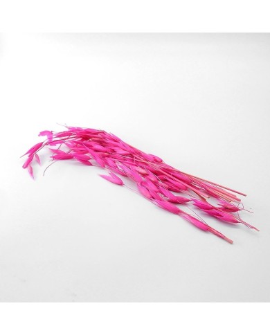 Kurutulmuş Çiçek - Kuru Yulaf Otu