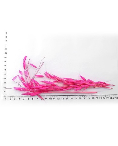 Kurutulmuş Çiçek - Kuru Yulaf Otu