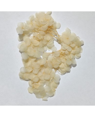 Japon Ortanca Çiçeği - Krem Japon Ortanca Çiçeği - Krem