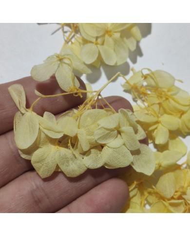 Japon Ortanca Çiçeği - Sarı