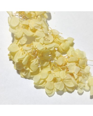 Japon Ortanca Çiçeği - Sarı