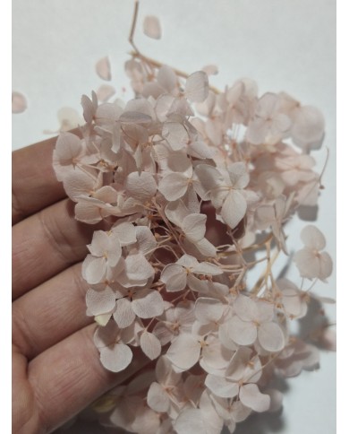 Japon Ortanca Çiçeği - Açık Pudra