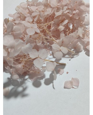 Japon Ortanca Çiçeği - Açık Pudra