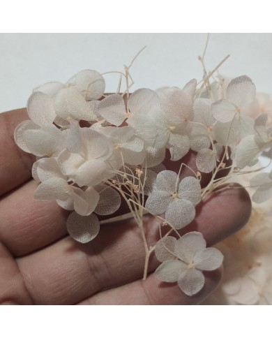 Japon Ortanca Çiçeği - Açık Pudra