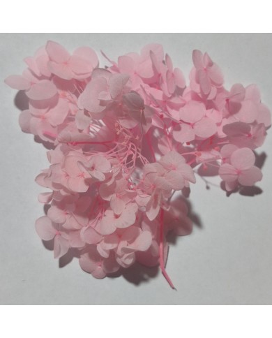 Japon Ortanca Çiçeği- Somon- Japon Ortanca Çiçeği- Somon-