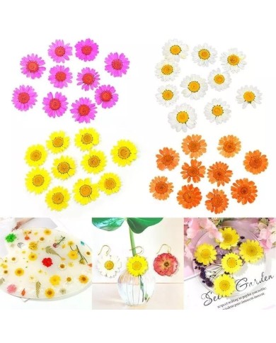 Kurutulmuş Papatya - Sarı