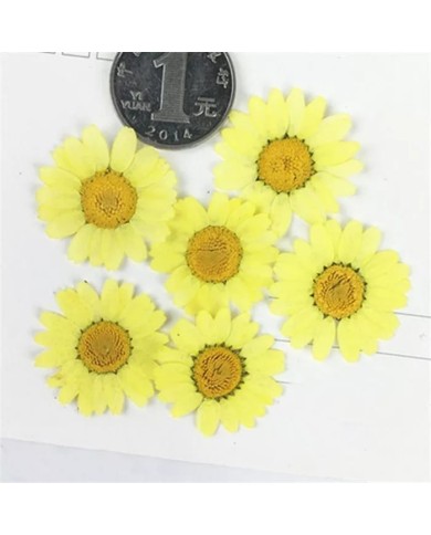 Kurutulmuş Papatya - Sarı