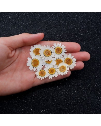 5 Adet Kurutulmuş Papatya - Beyaz Krem Arası 5 Adet Kurutulmuş Papatya - Beyaz Krem Arası