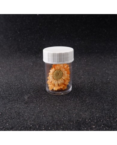 Kurutulmuş Papatya - Oranj 5 Adet