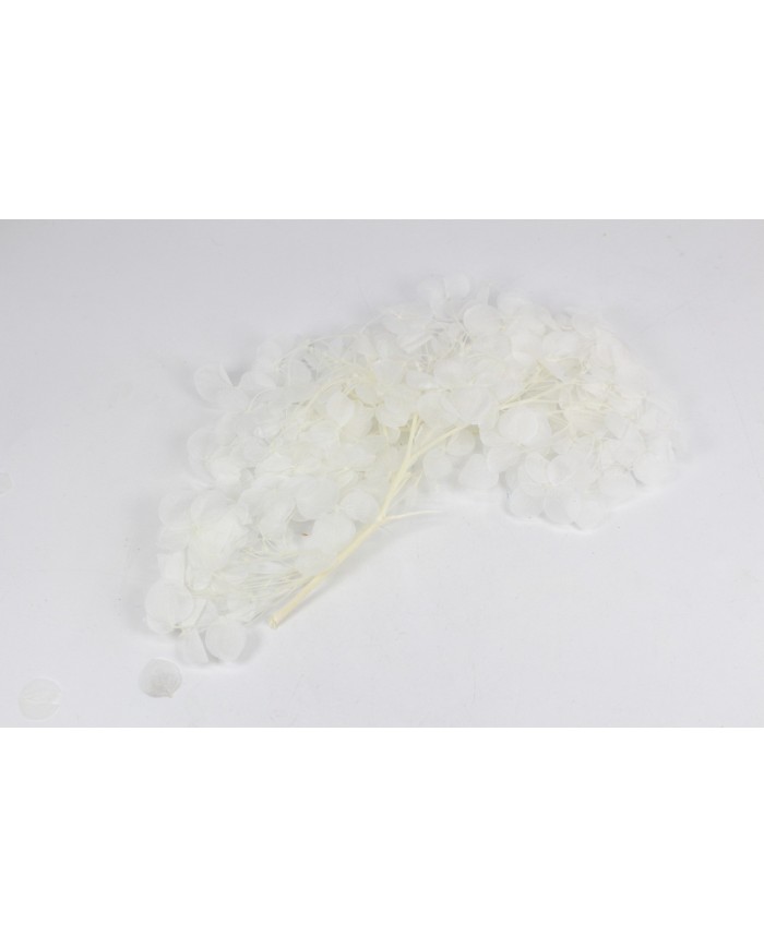 Kurutulmuş Japon çiçeği - Beyaz