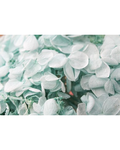 Japon Ortanca Çiçeği - Buz Mavisi