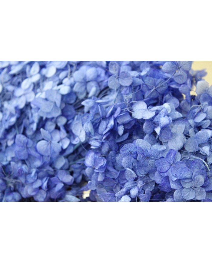 Japon Ortanca Çiçeği - Mor