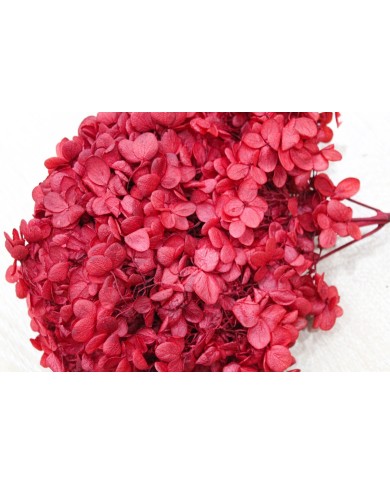 Japon Ortanca Çiçeği - Kırmızı Japon Ortanca Çiçeği - Kırmızı