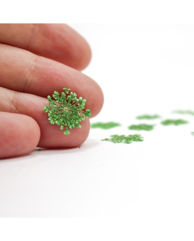 Sultan Otu - Kurutulmuş Çiçek - yeşil - 10 adet Sultan Otu - Kurutulmuş Çiçek - yeşil - 10 adet