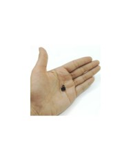 Timsah Kapama - 25 Adet - Siyah