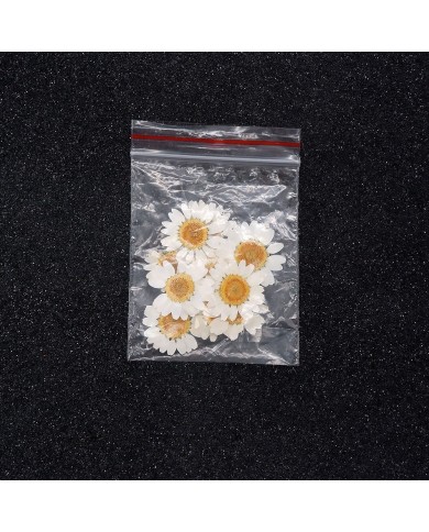 5 Adet -Kurutulmuş Papatya - Beyaz Tonları