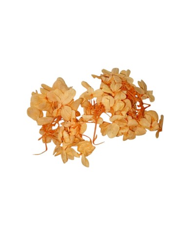 Japon Ortanca Çiçeği - Turuncu Somon Arası