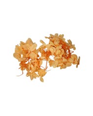 Japon Ortanca Çiçeği - Turuncu Somon Arası