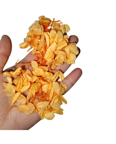 Japon Ortanca Çiçeği - Turuncu Somon Arası