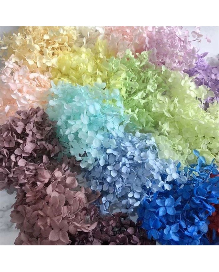 Japon Ortanca Çiçeği - Turuncu Somon Arası