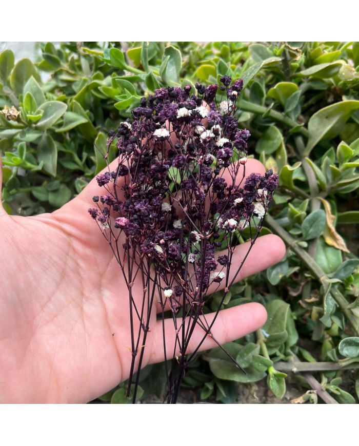 Şoklanmış Pıtırcık Kuru Çiçekler - Mini demet