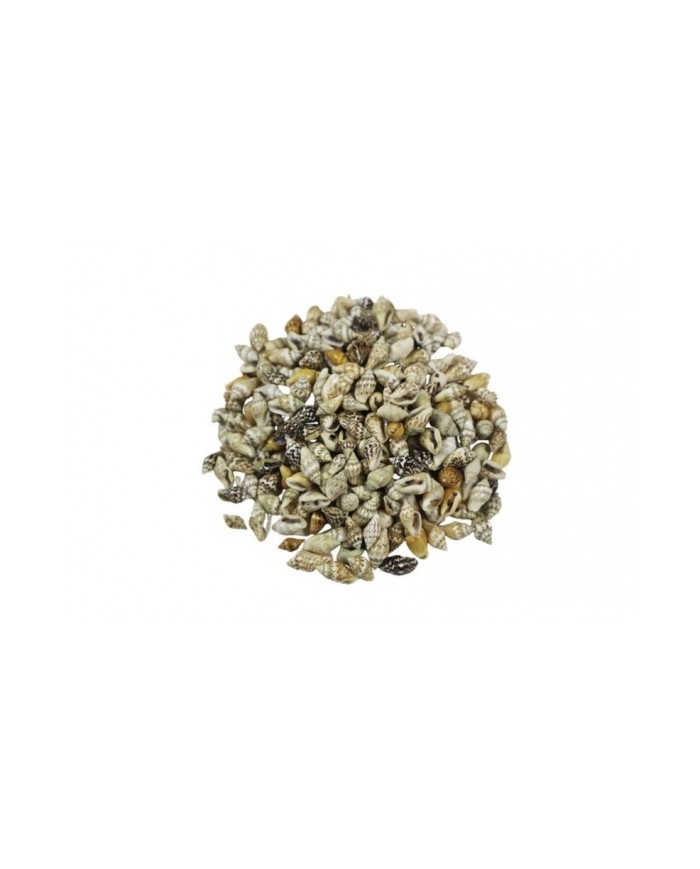 Epoksi Reçine Süsleme Deniz Kabuğu Nassa Shell 100 gr