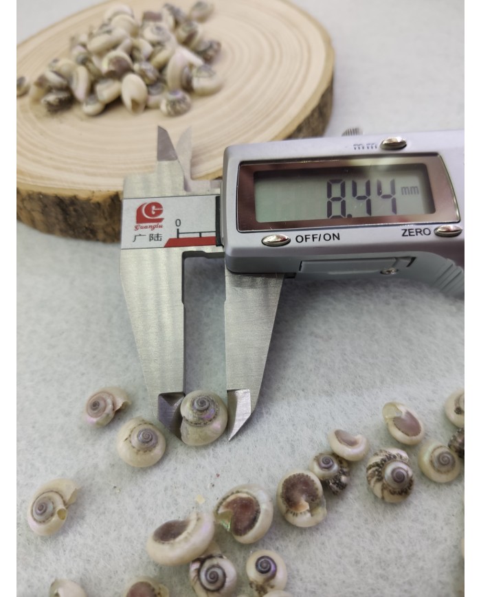 salyangoz kabuğu 8.4 mm - 25 gr