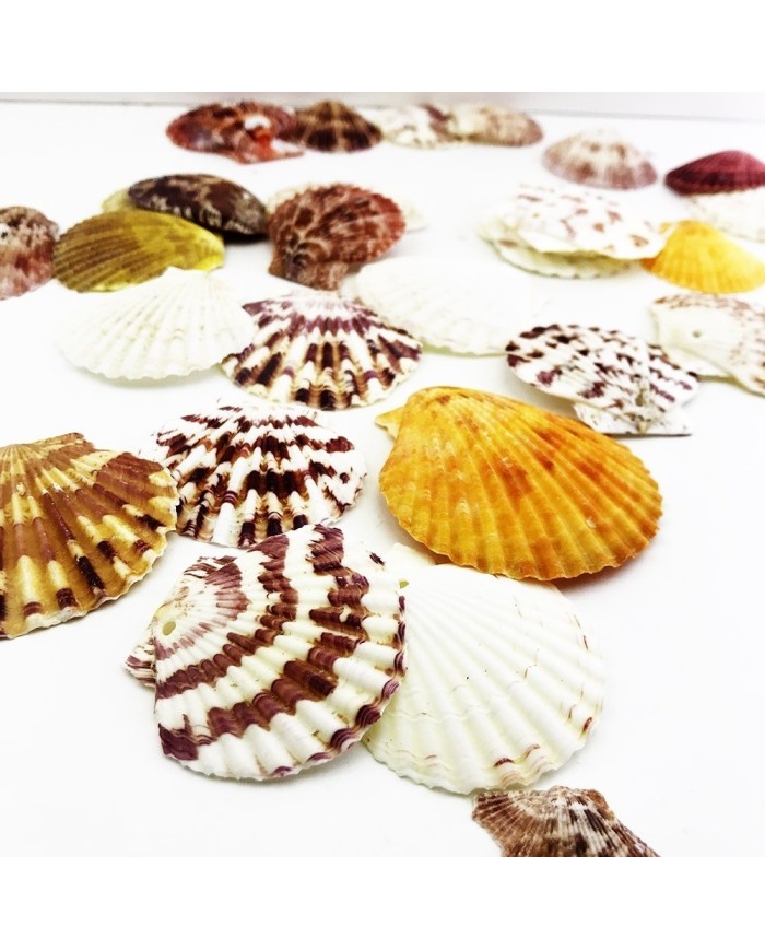 Deniz Kabuğu 5 Adetli Karışık Paket