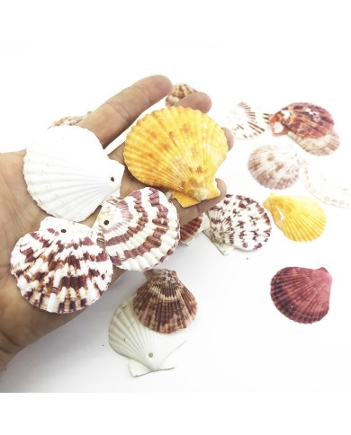 Deniz Kabuğu 5 Adetli Karışık Paket