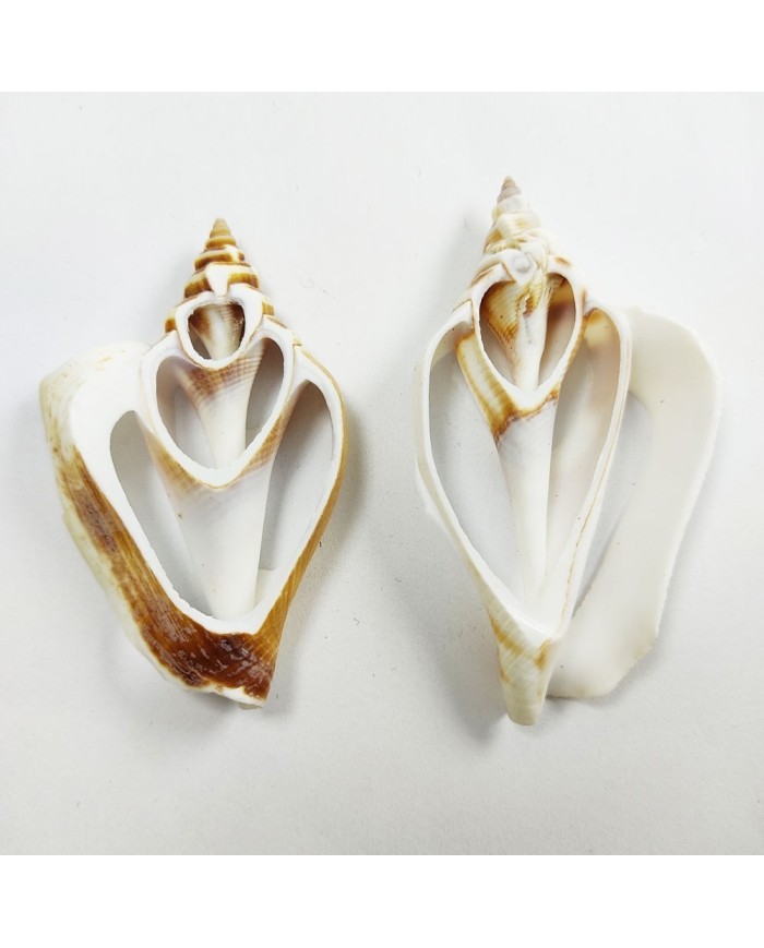 Strombus Aurısdıane Deniz Kabuğu