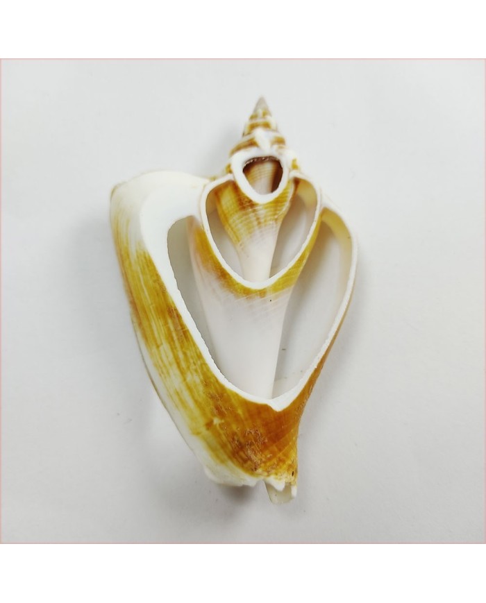 Strombus Aurısdıane Deniz Kabuğu