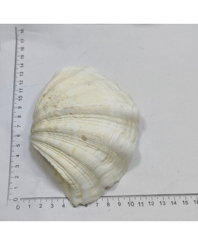 Beyaz Midye Kabuğu 1 Adet