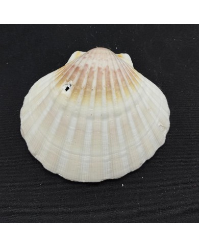 Deniz Kabuğu - 1 adet