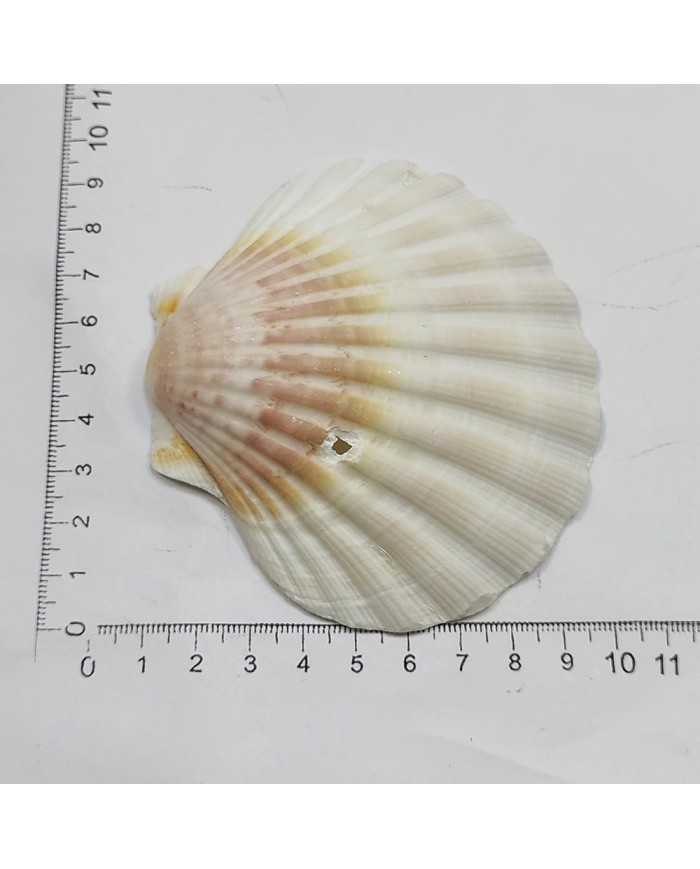 Deniz Kabuğu - 1 adet