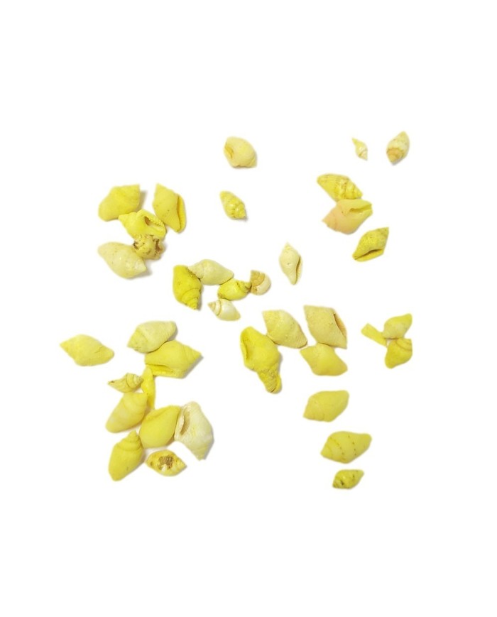 Deniz Kabuğu - Sarı Renk 25gr