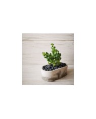 Oval Silikon Beton Saksı Kalıbı