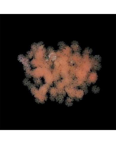 Epoksi Süsleme Pulu - Fosforlu Pembe Çiçek