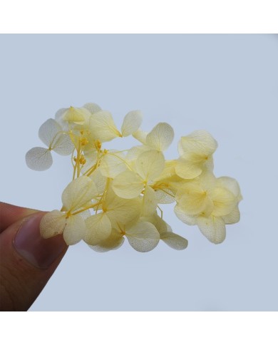 Japon Ortanca Çiçeği - Sarı Japon Ortanca Çiçeği - Sarı