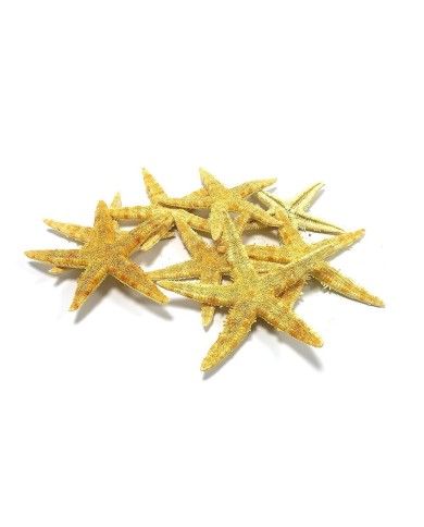 Doğal Deniz Yıldızı - Büyük Boy