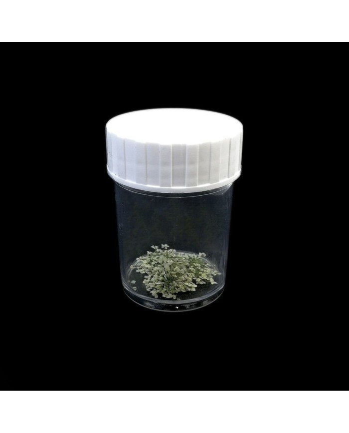 Sultan Otu - Kurutulmuş Çiçek - Beyaz - 10 adet Sultan Otu - Kurutulmuş Çiçek - Beyaz - 10 adet