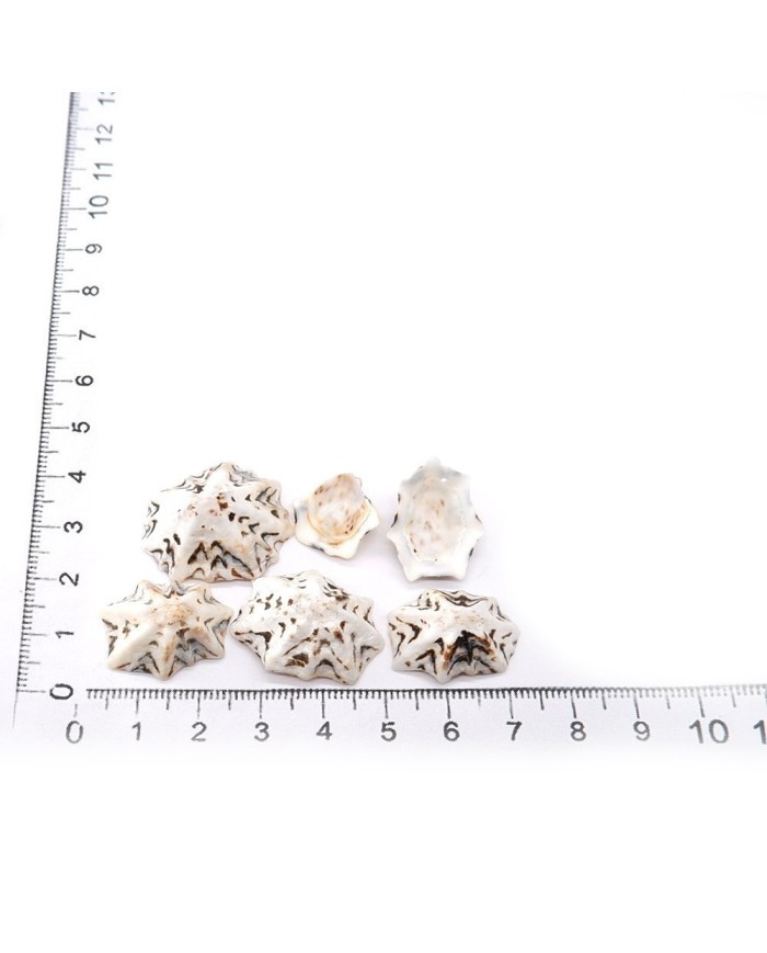 Deniz Kabuğu - Star Limpet - 25 gr