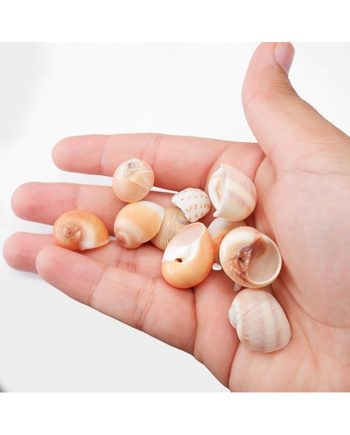 Deniz Kabuğu - Salyangoz - 100 gr