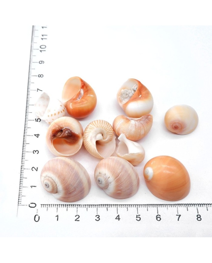 Deniz Kabuğu - Salyangoz - 100 gr