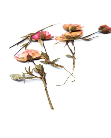 KURUTULMUŞ GÜL - 5 ADET