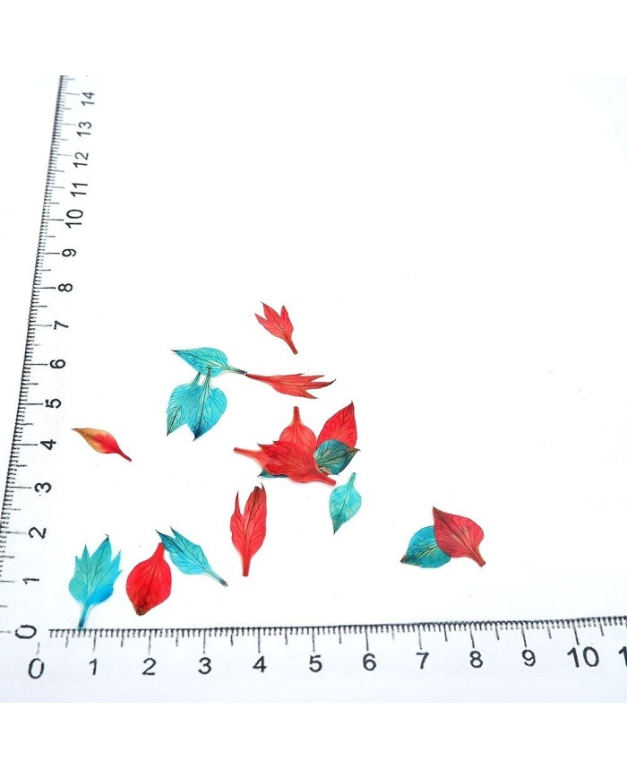 KURUTULMUŞ NİGELLA DAMASCENA YAPRAKLARI