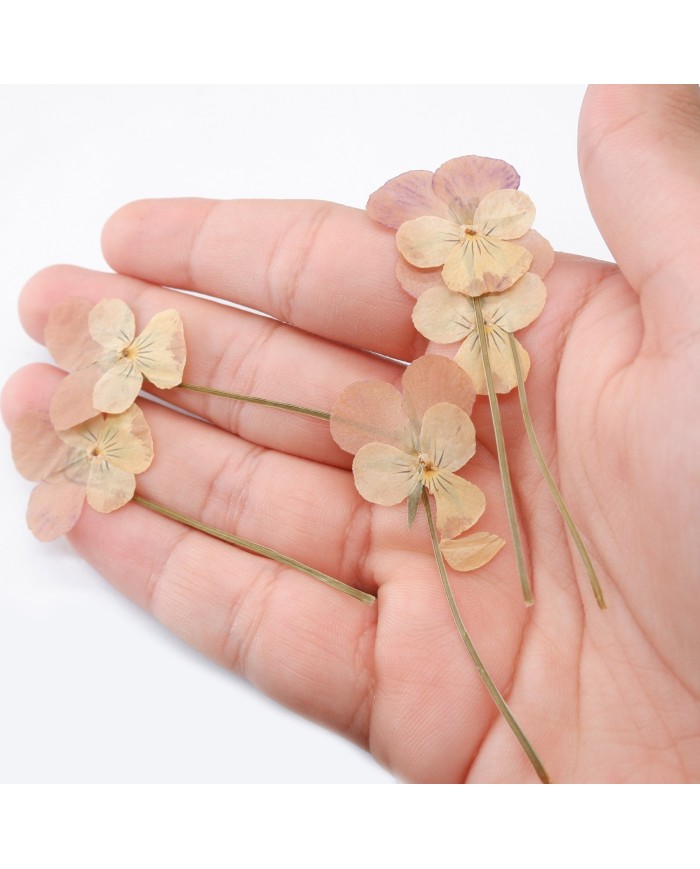 KURUTULMUŞ ÇİÇEK - MENEKŞE - 5 ADET