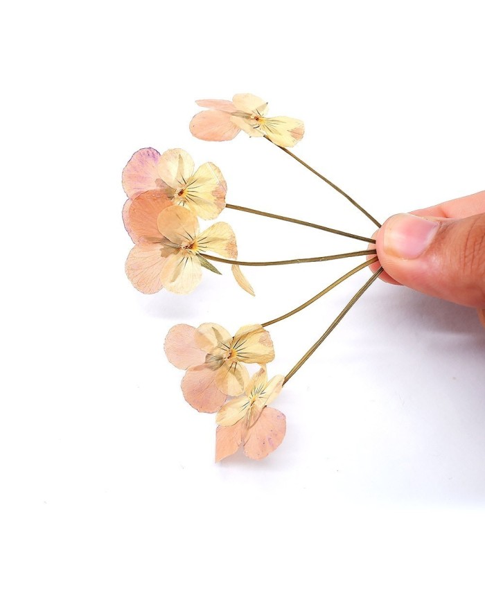 KURUTULMUŞ ÇİÇEK - MENEKŞE - 5 ADET