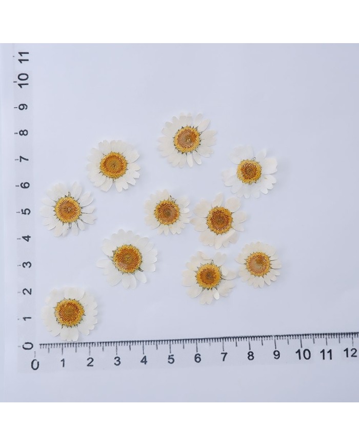 10 Adet -Kurutulmuş Papatya - Beyaz Tonları 10 Adet